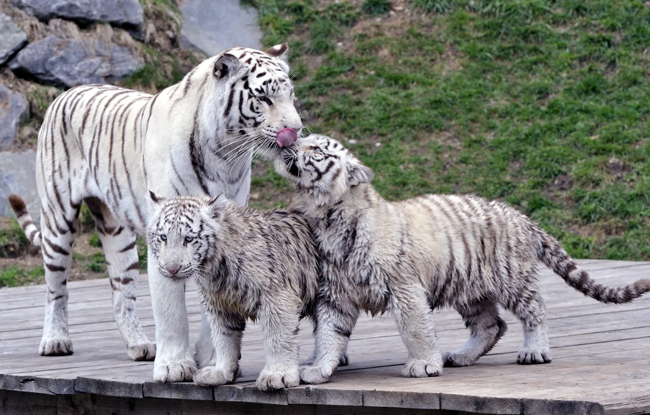 Photo wallpaper cats, family, tigers, tigress, the cubs, white tigers