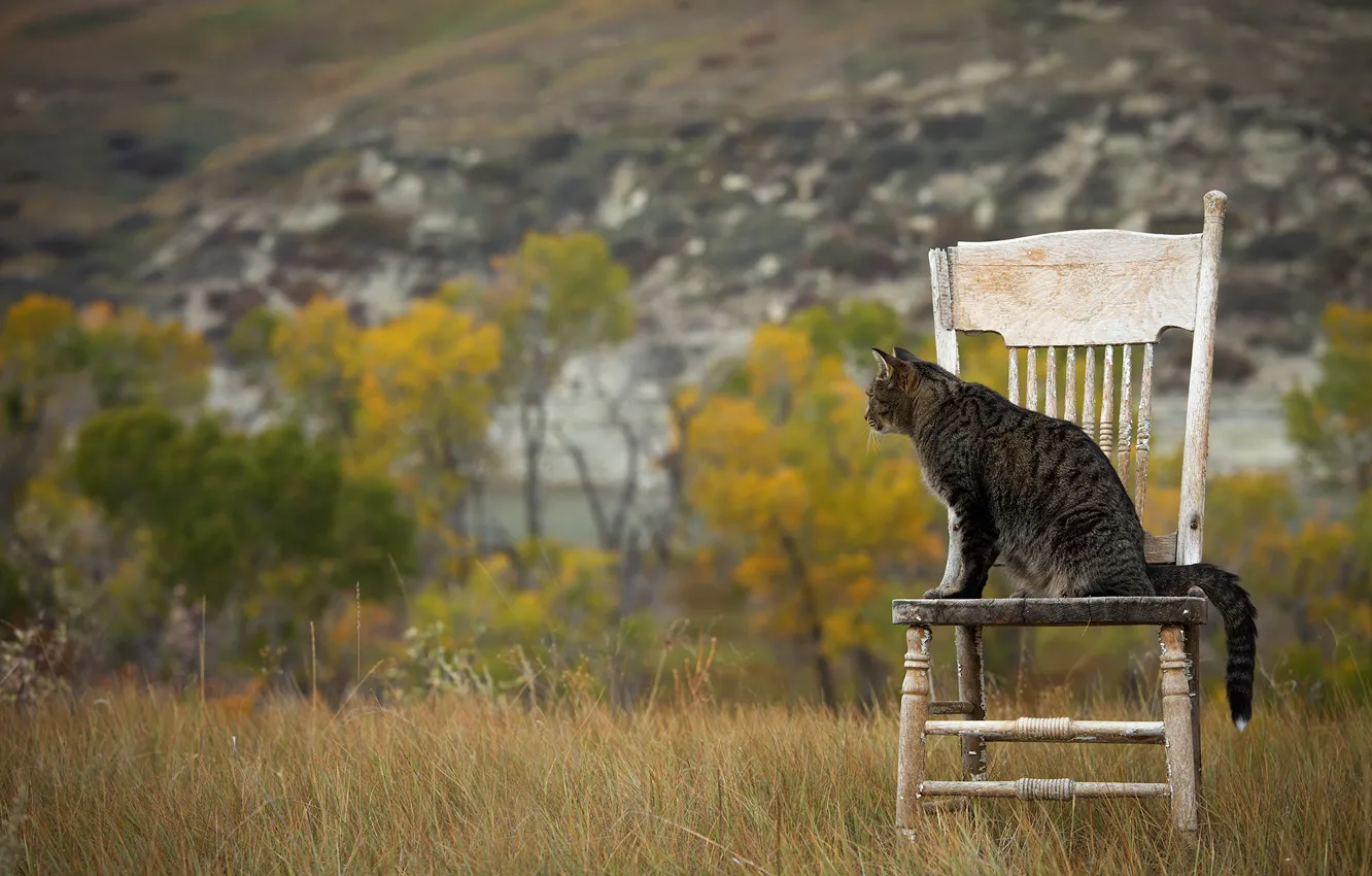 Photo wallpaper field, autumn, cat, grass, cat, look, trees, nature