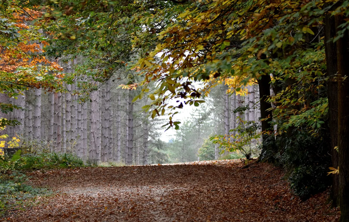 Photo wallpaper road, autumn, forest, leaves, trees