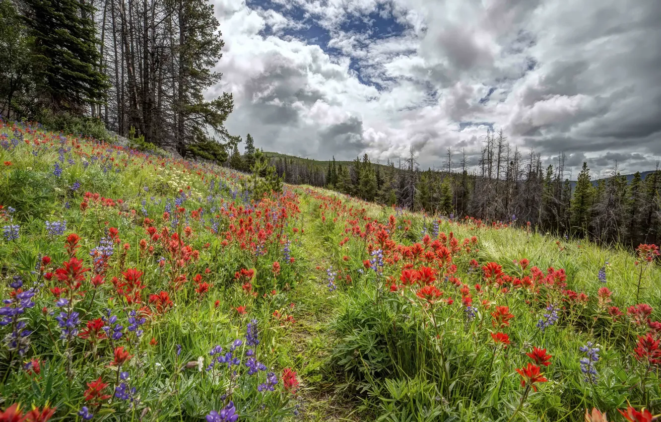 Photo wallpaper forest, summer, flowers, nature