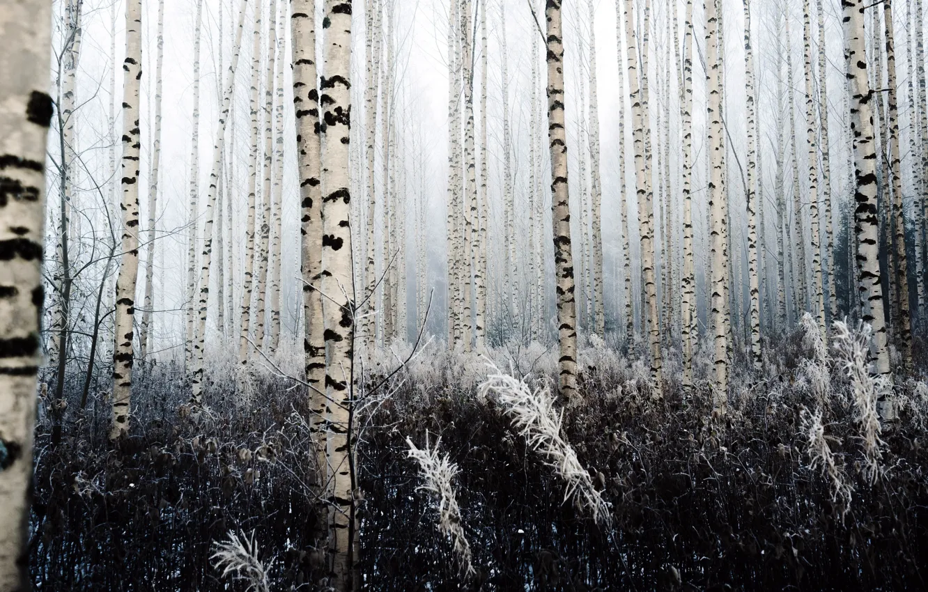 Photo wallpaper cold, winter, forest, birch