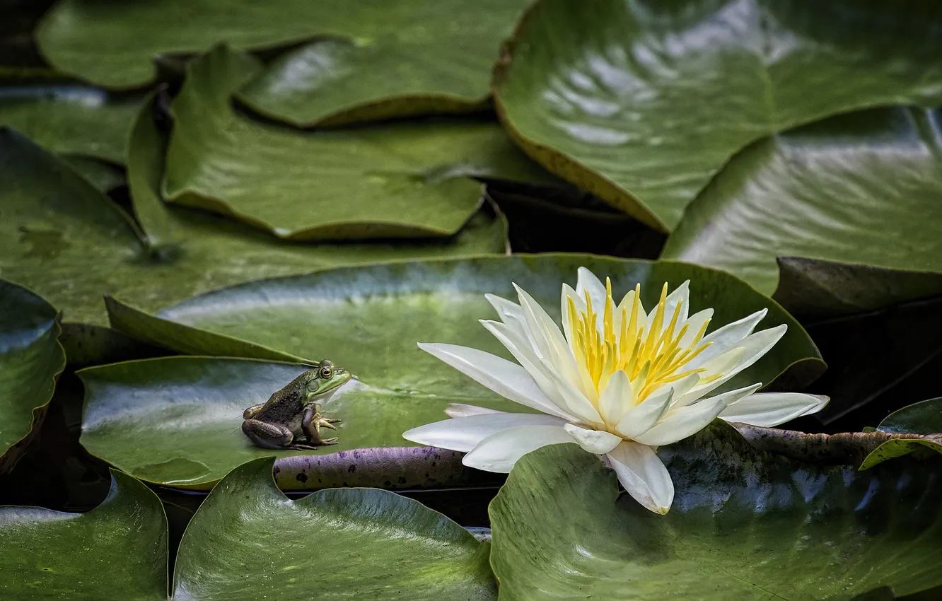 Photo wallpaper flowers, pond, frog, Lily, water Lily
