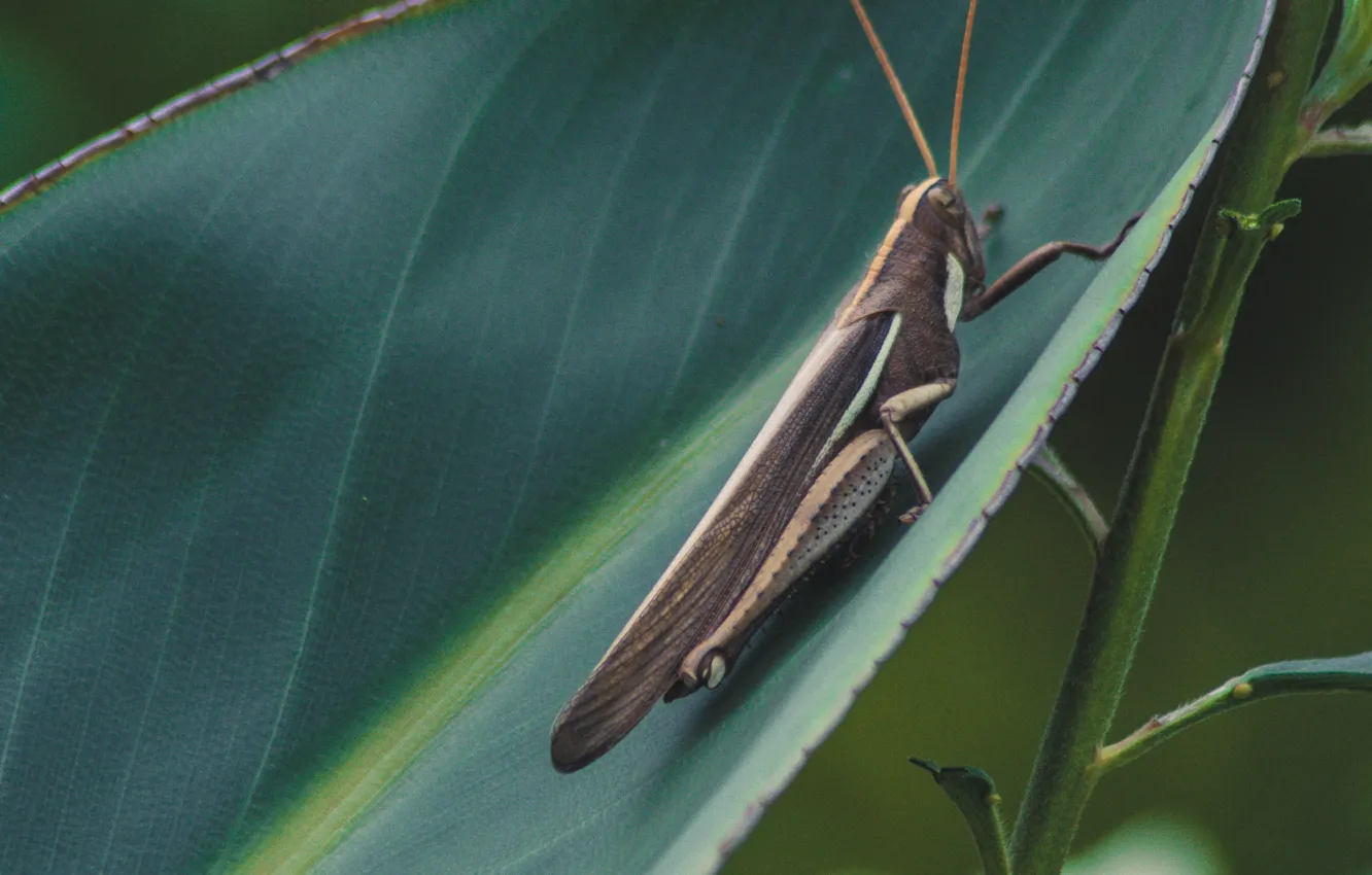 Photo wallpaper macro, sheet, insect, grasshopper