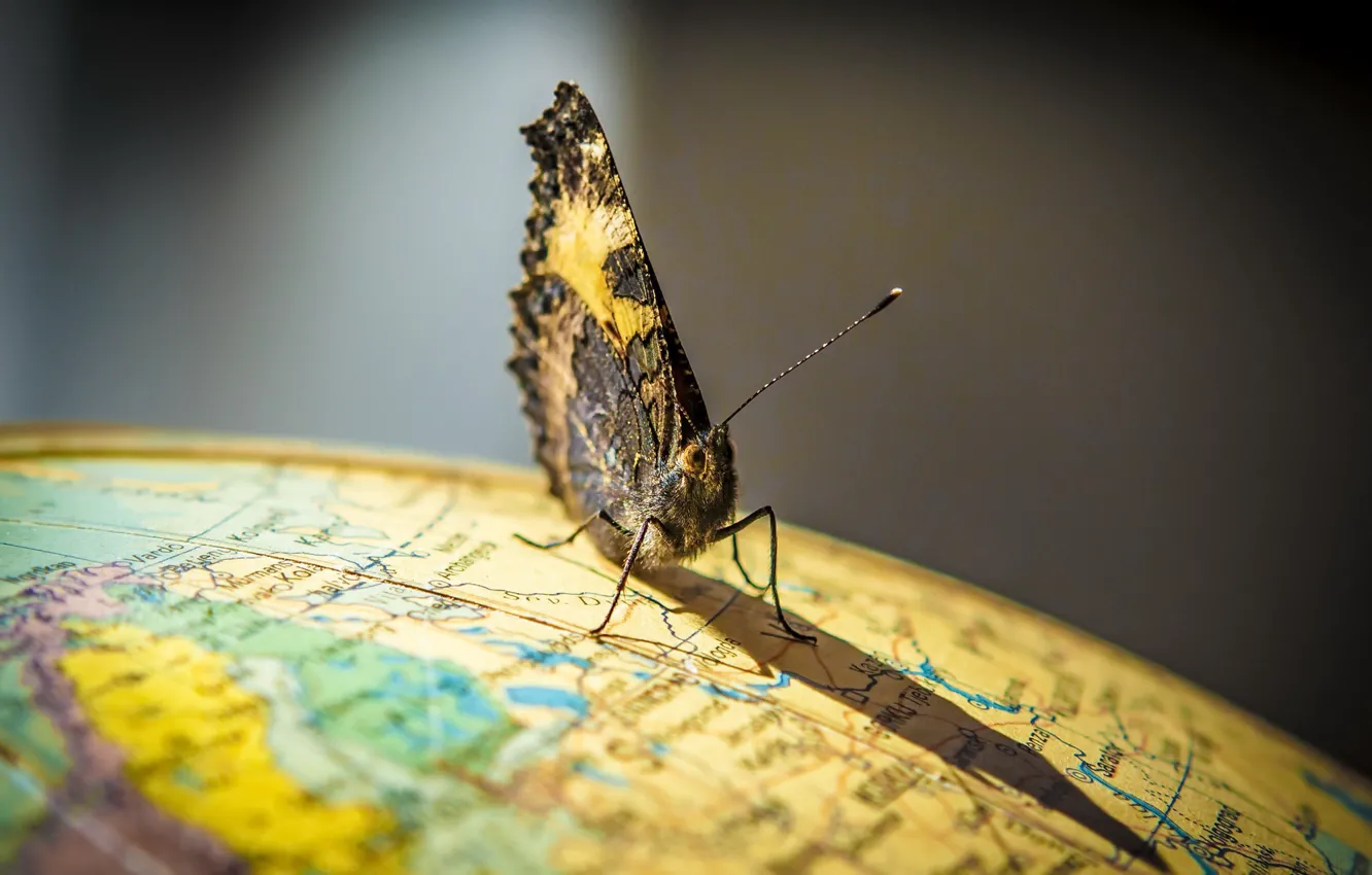 Photo wallpaper butterfly, the world, globe