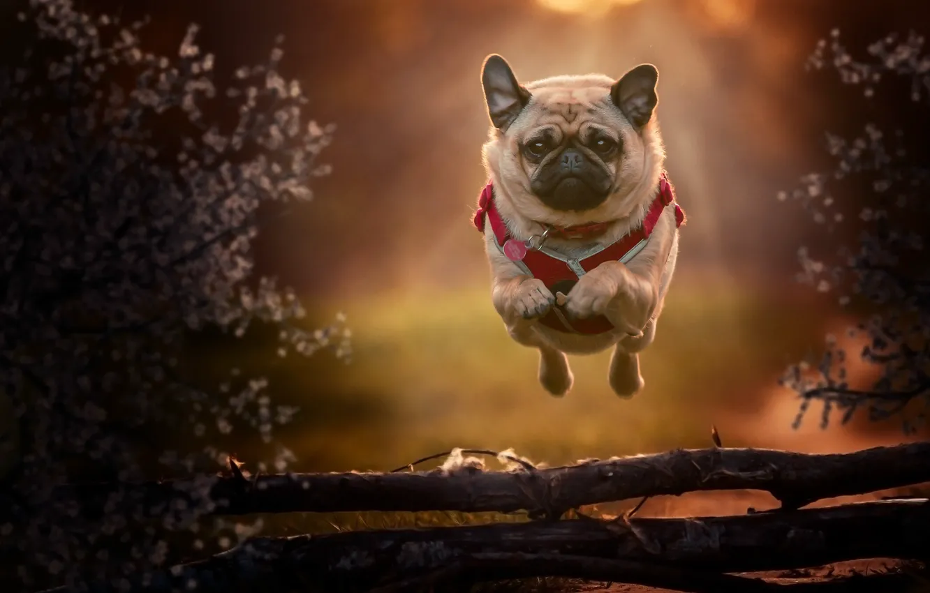 Photo wallpaper jump, dog, flight, Pug