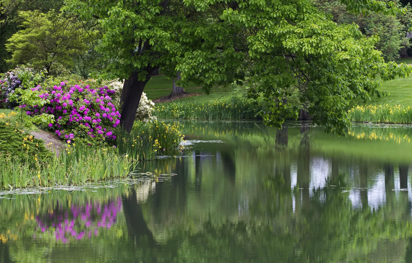 Photo wallpaper flowers, Park, tree, pond