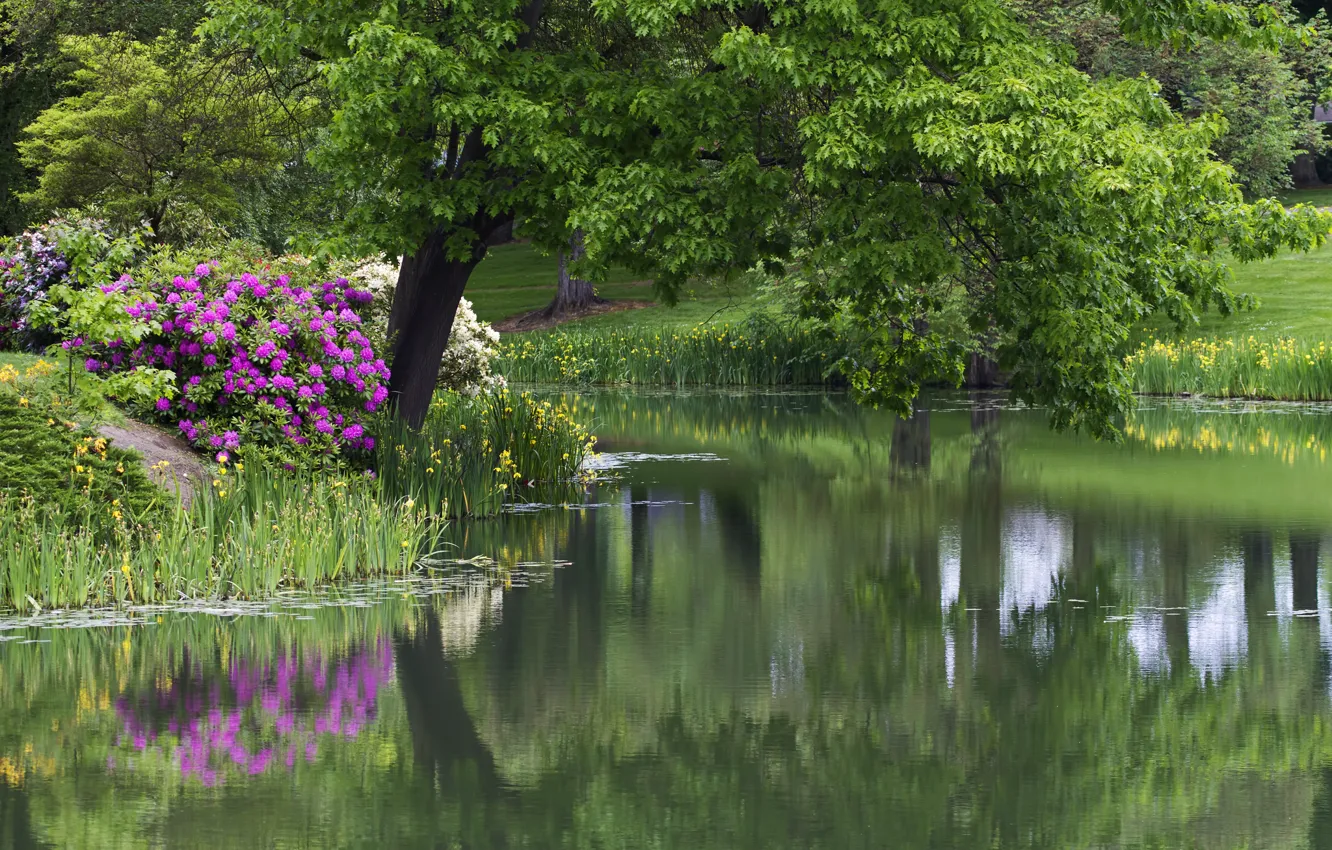 Photo wallpaper trees, flowers, Park, pond