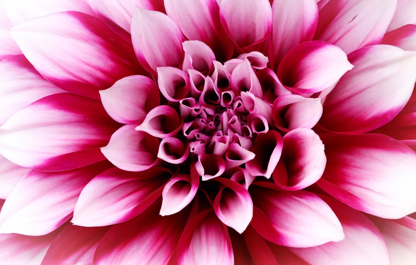 Photo wallpaper Flowers, Macro, Closeup, Blossom, Pink Dahlia