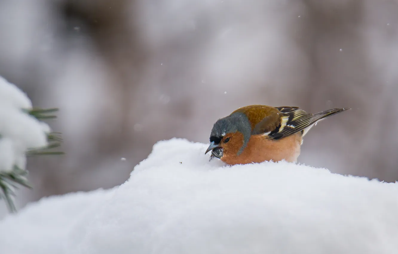 Photo wallpaper snow, nature, bird, Chaffinch, photohunt