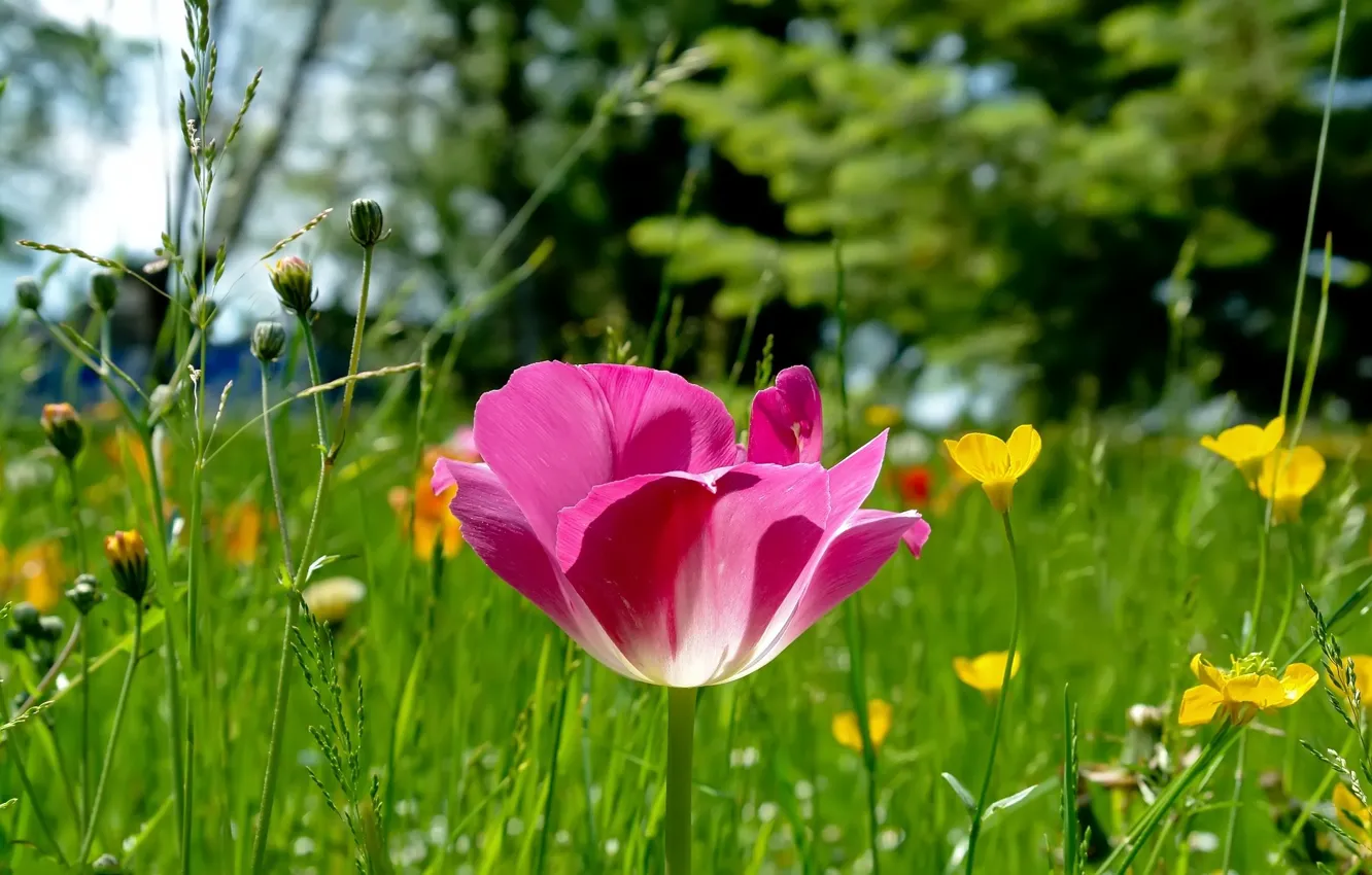 Photo wallpaper grass, nature, pink, glade, Tulip, focus