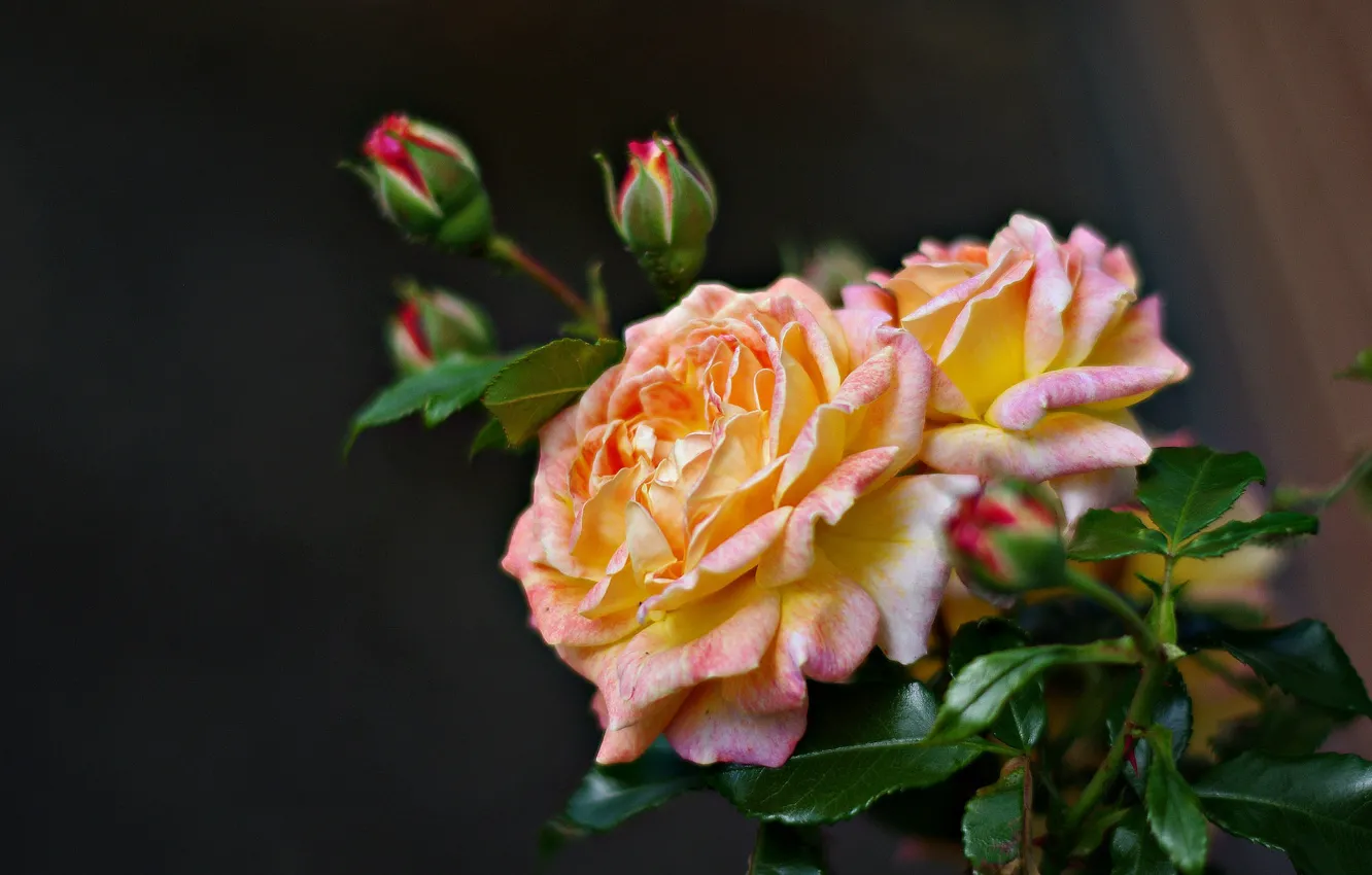 Photo wallpaper roses, buds, motley