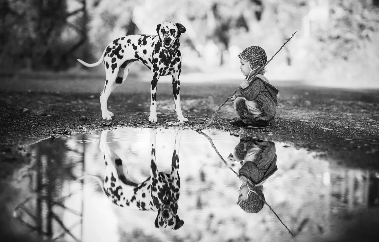Photo wallpaper reflection, child, dog, boy, puddle, Dalmatian, black and white photo