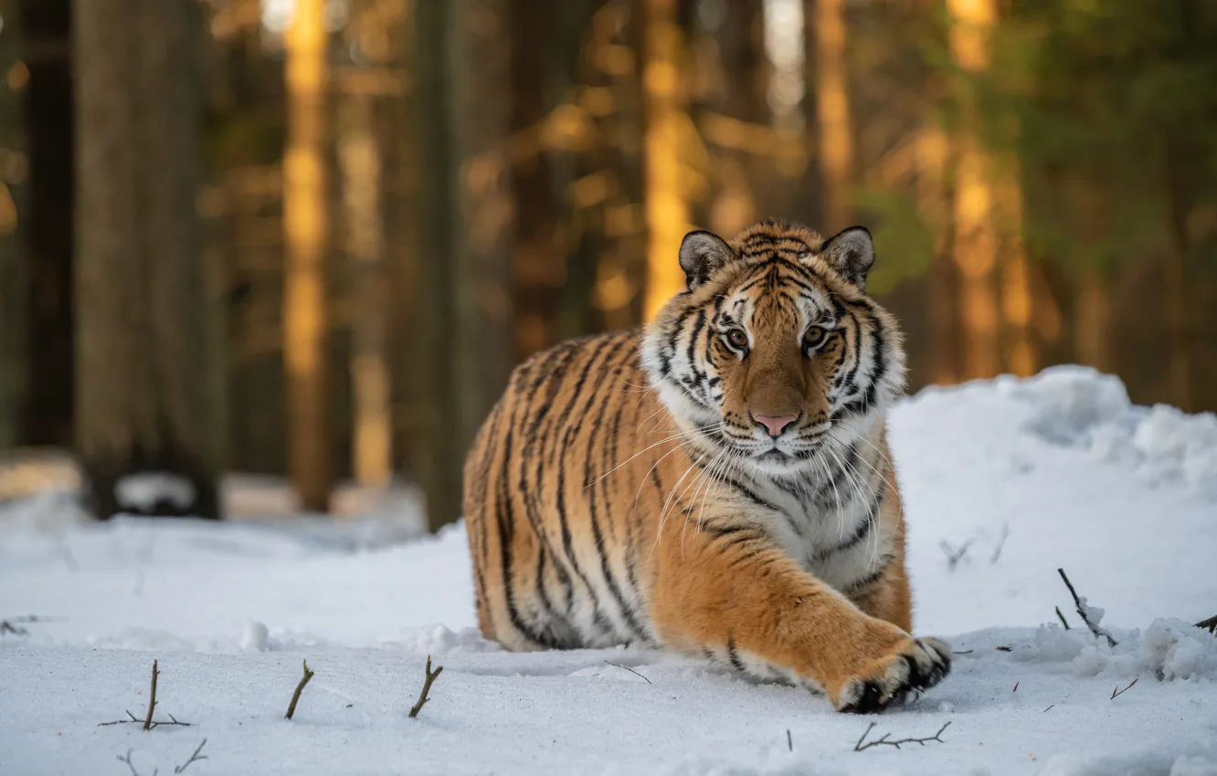 Photo wallpaper winter, forest, look, snow, trees, tiger, pose, running