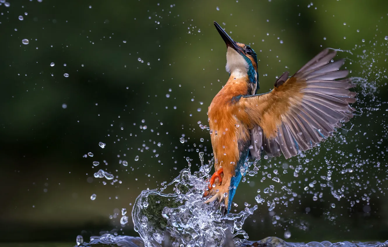 Photo wallpaper water, drops, squirt, pose, background, bird, wings, splash