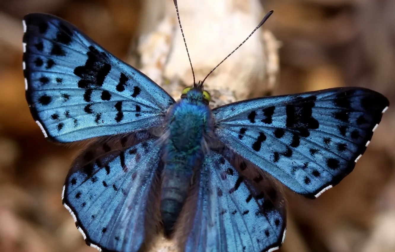 Photo wallpaper butterfly, antennae, blue wings