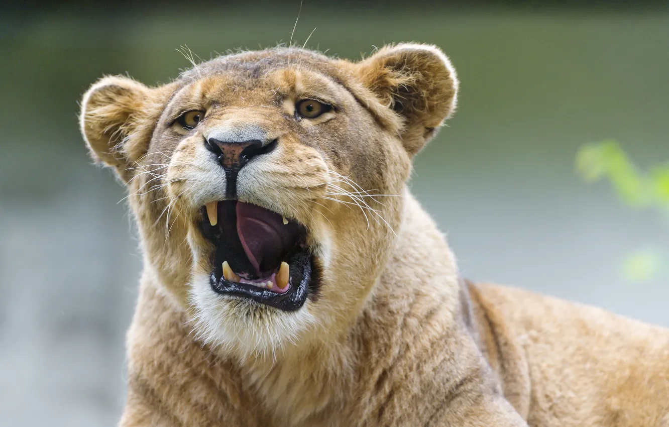 Wallpaper cat, lioness, yawns, ©Tambako The Jaguar for mobile and ...