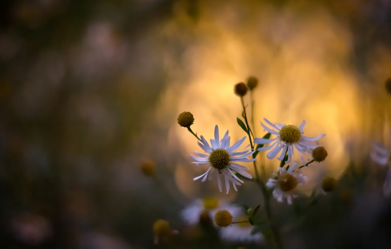 Photo wallpaper flowers, nature, Wallpaper, plant, chamomile, flowering, Spring wallpaper