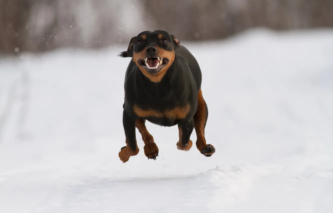 Photo wallpaper look, each, dog, running