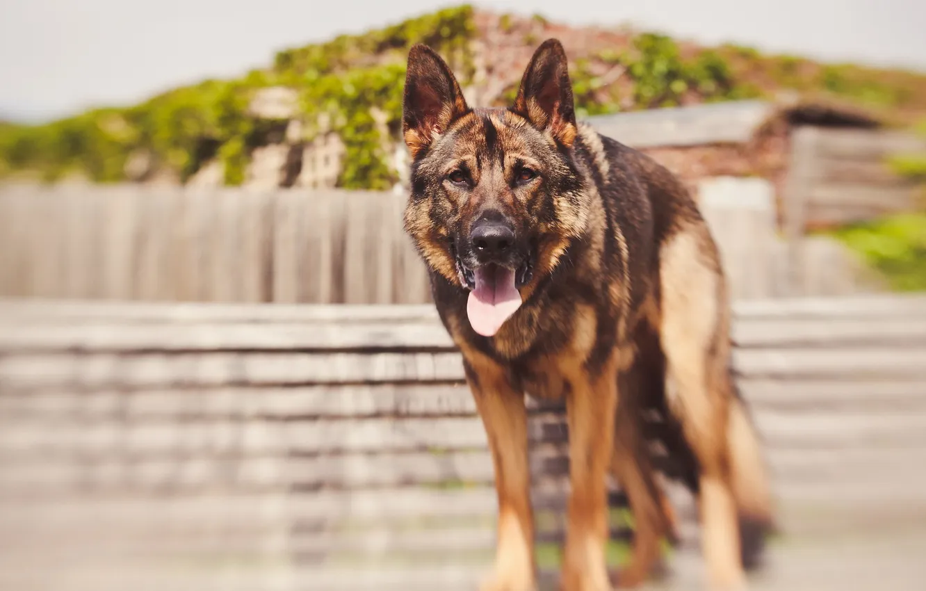 Photo wallpaper look, background, dog