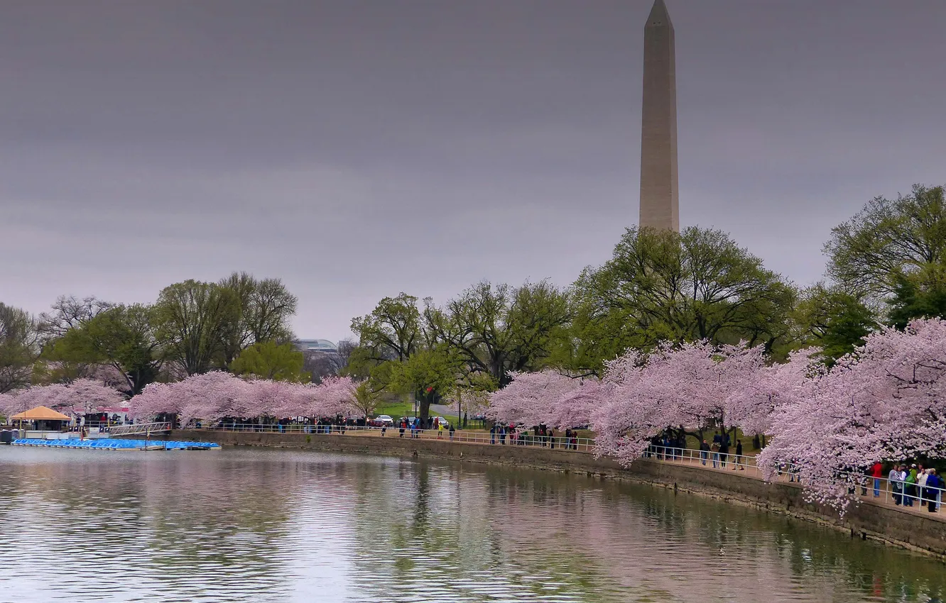 Photo wallpaper trees, pond, Park, spring, Washington, USA, flowering, obelisk