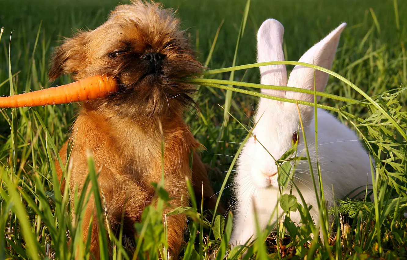 Photo wallpaper white, grass, green, dog, carrot, rabbit, dog