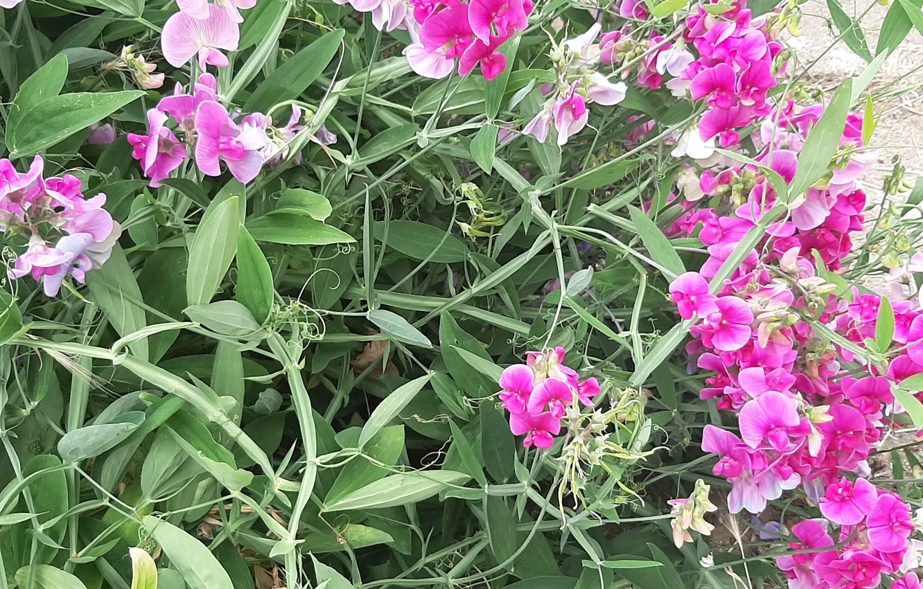 Photo wallpaper Plants, Krzak, Sweet Peas