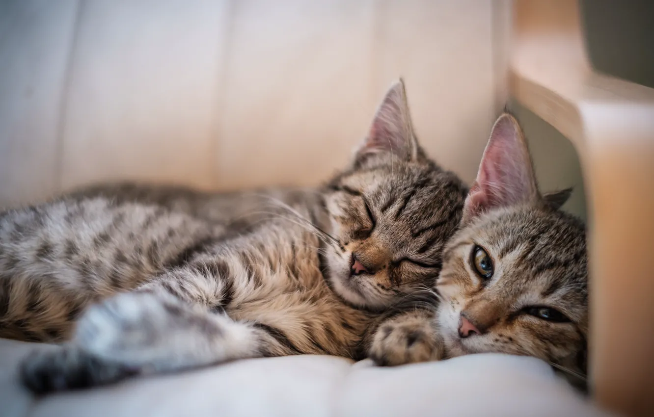 Photo wallpaper cat, together, sleeping, kitty, mom