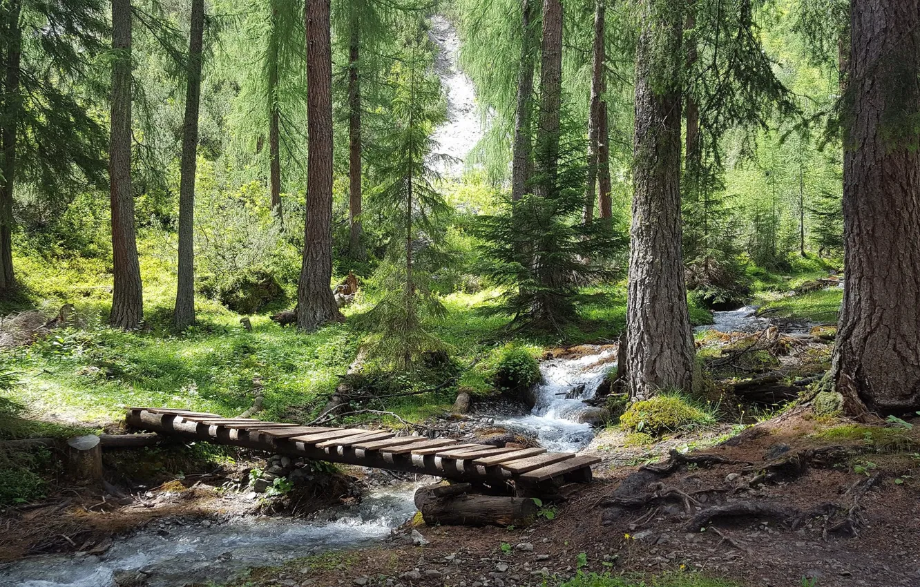 Photo wallpaper forest, trees, bridge, nature, stream