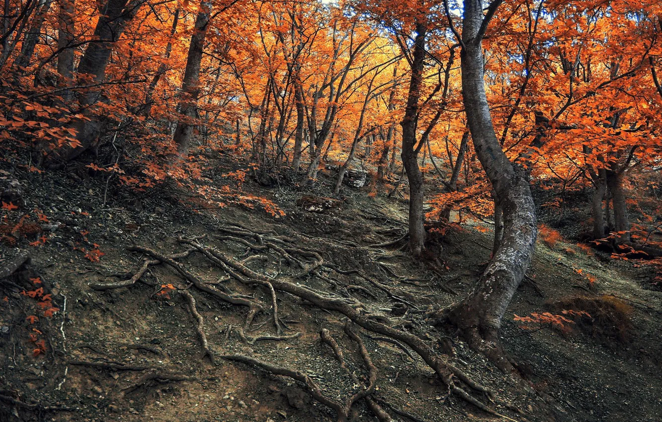 Photo wallpaper autumn, forest, trees, slope