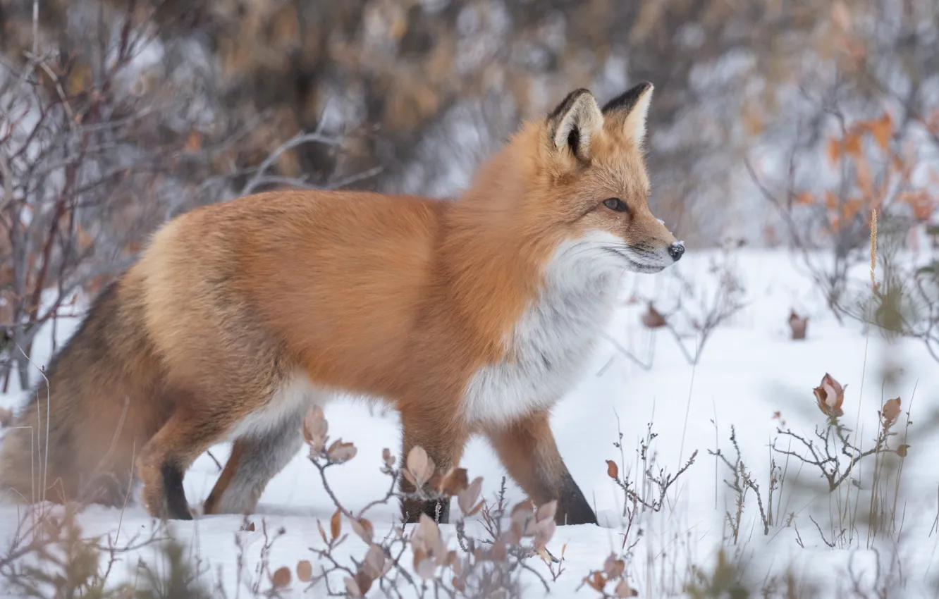 Photo wallpaper winter, snow, Fox, red, the bushes