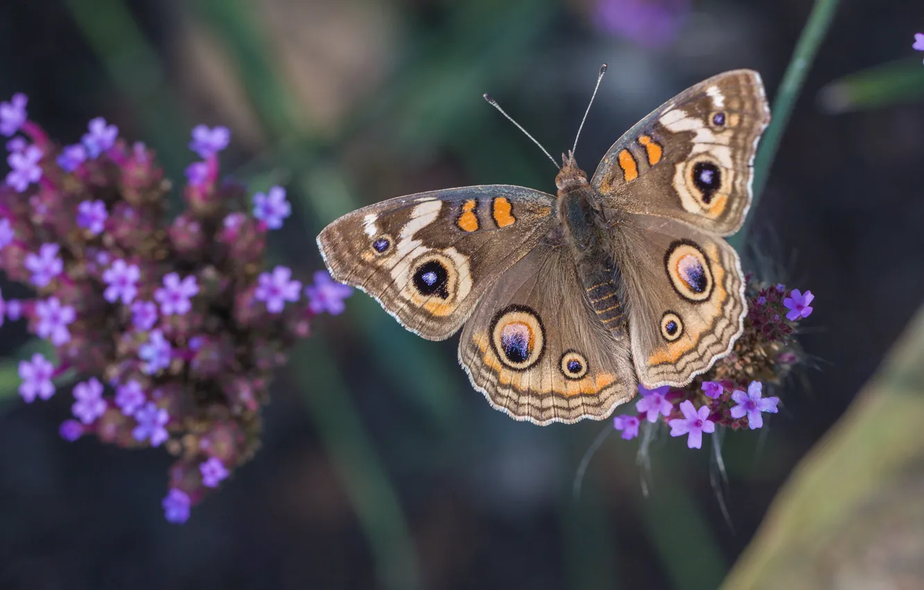 Photo wallpaper macro, butterfly, plant, verbena, Common Buckeye