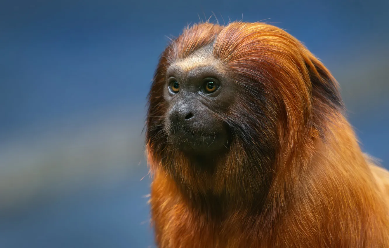 Photo wallpaper look, portrait, monkey, face, Tamarin, The lion's game