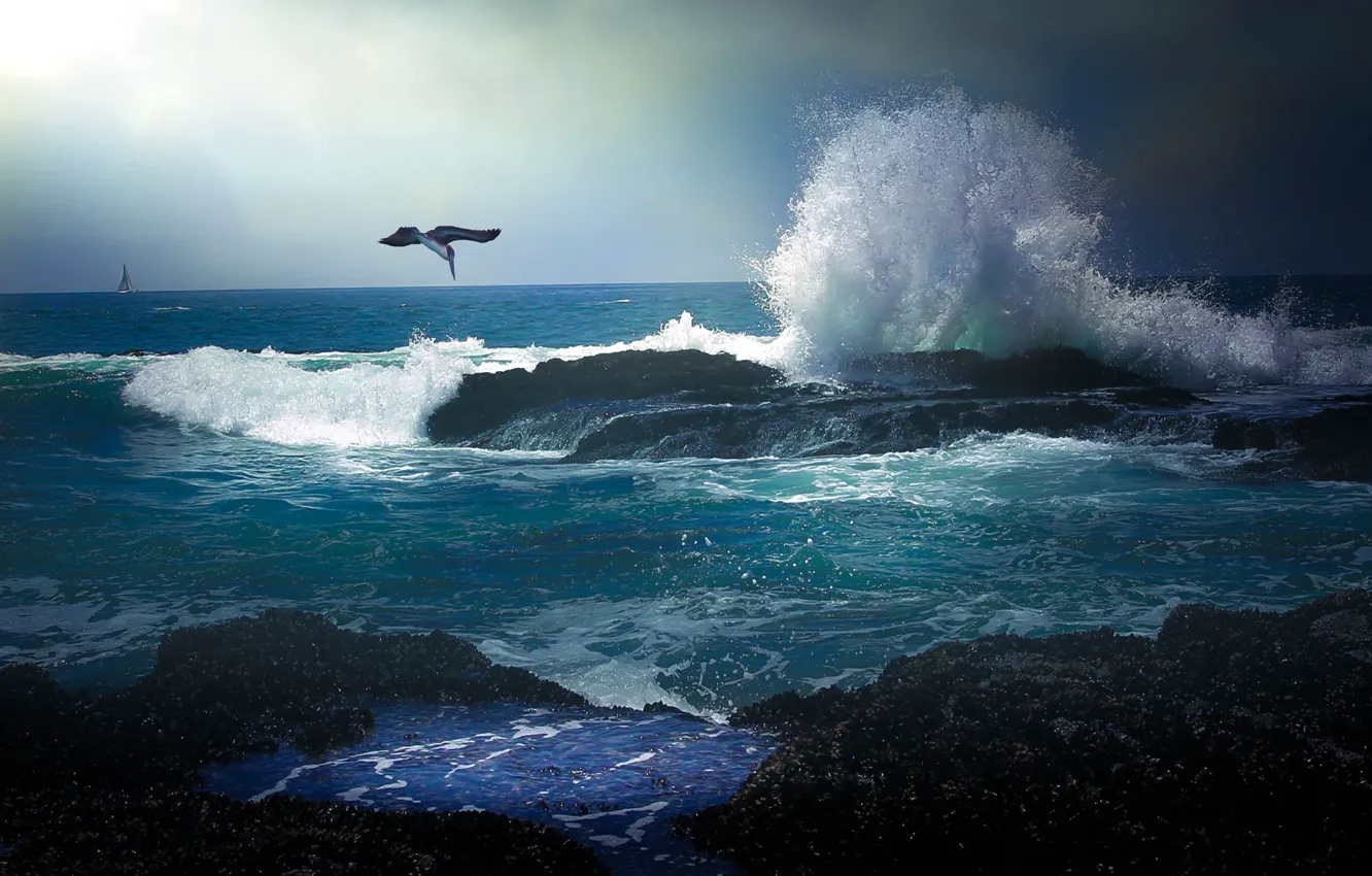 Photo wallpaper sea, wave, flight, shore, Pelican
