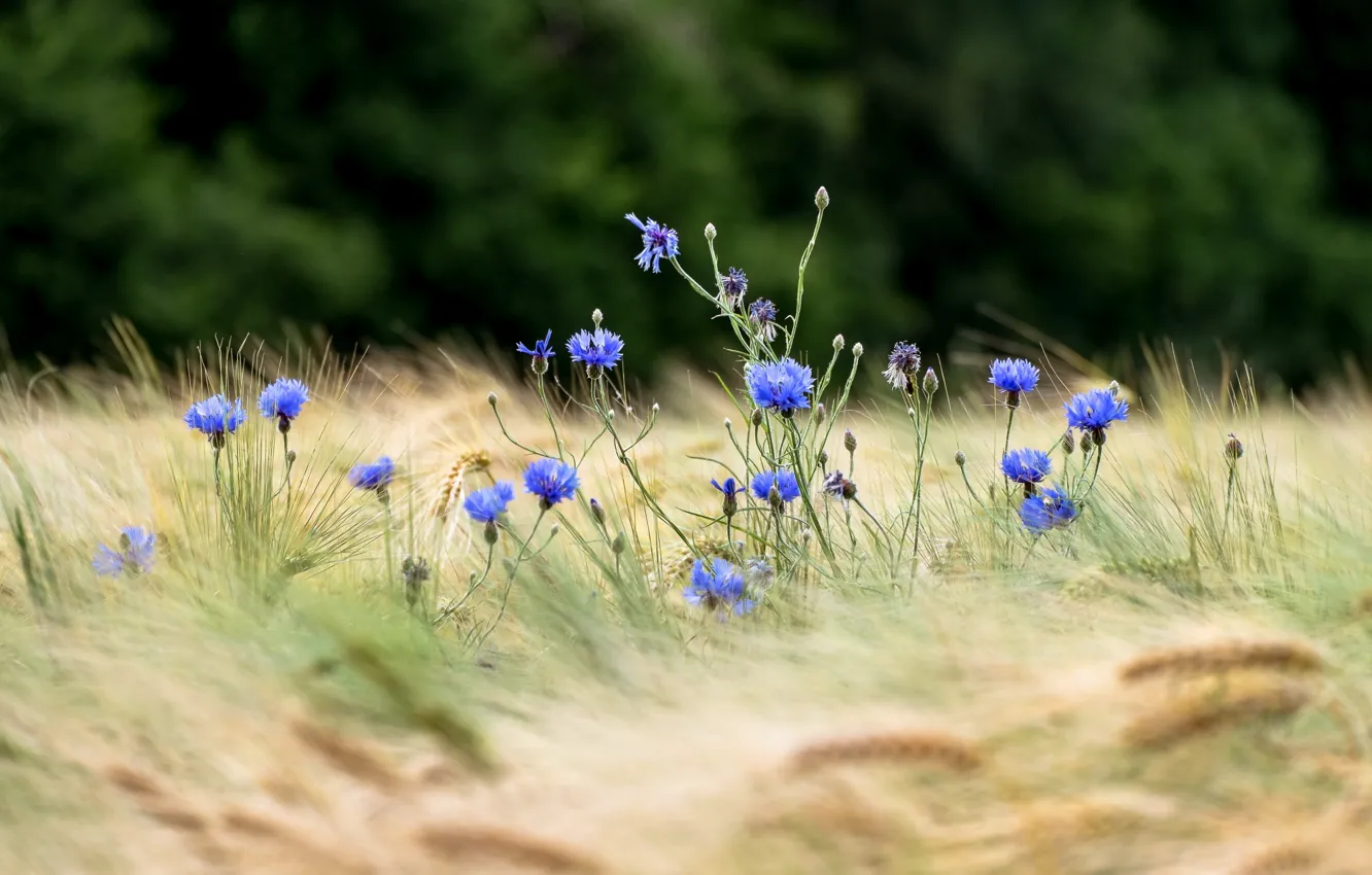 Photo wallpaper wheat, field, flowers, ears, bokeh, cornflowers