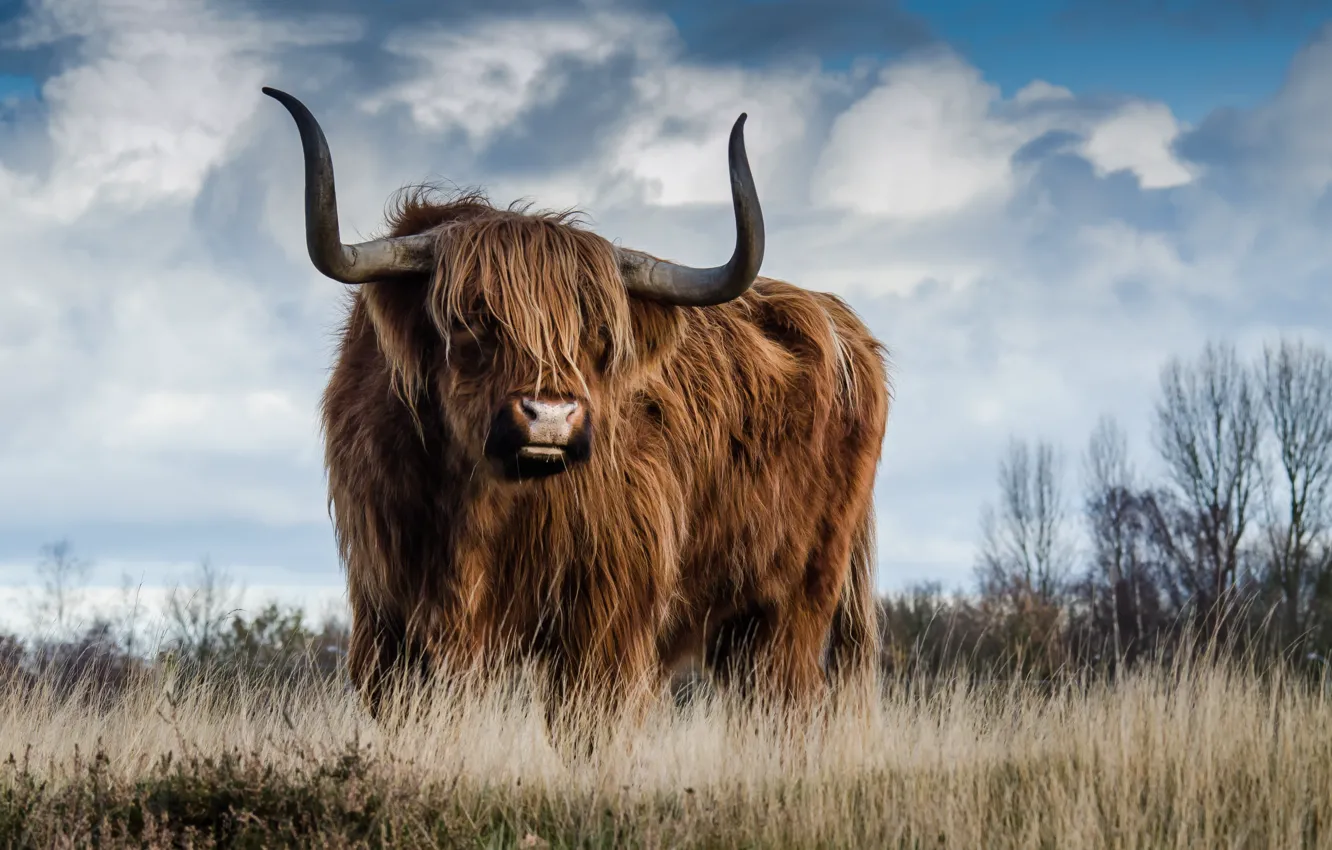 Photo wallpaper field, grass, wool, horns, bull