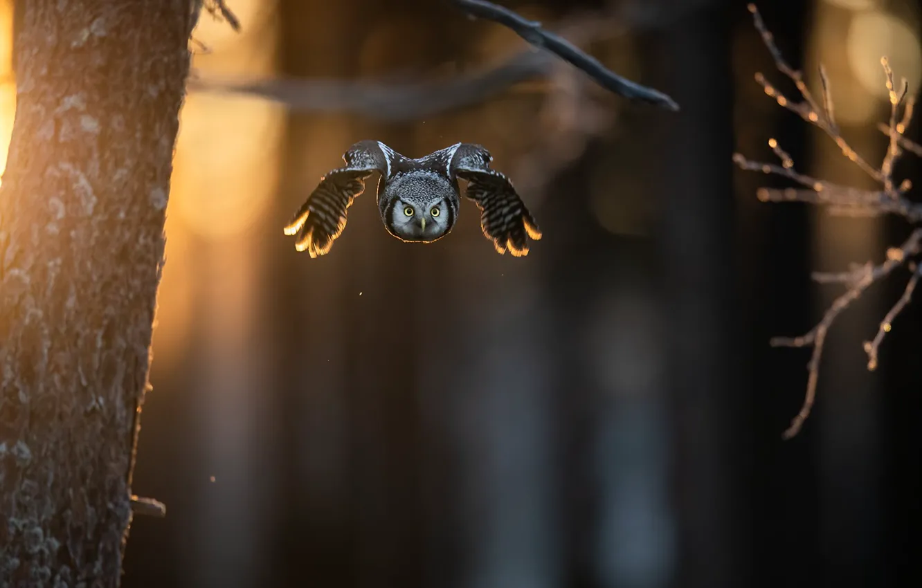 Photo wallpaper forest, light, trees, flight, branches, nature, owl, bird