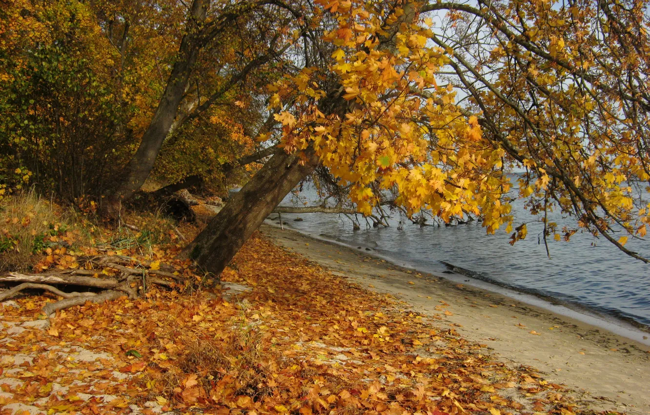 Photo wallpaper autumn, leaves, nature, river, photo, Poland