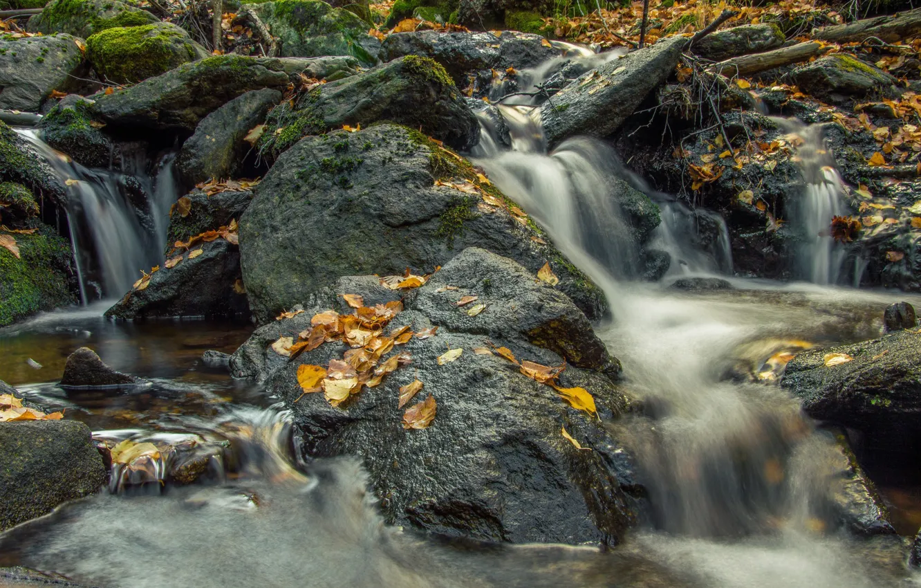 Photo wallpaper forest, stream, stones, moss