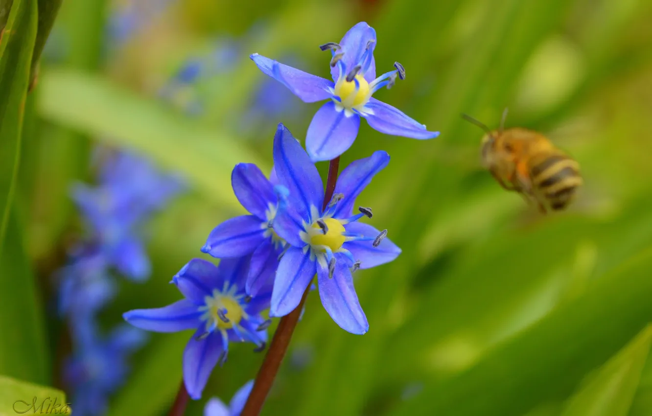 Photo wallpaper Flowers, blue flowers, Blue flowers
