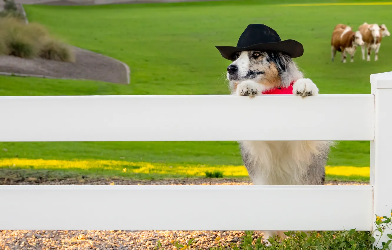 Photo wallpaper field, the fence, dog, hat, cows, pasture, cowboy, stand