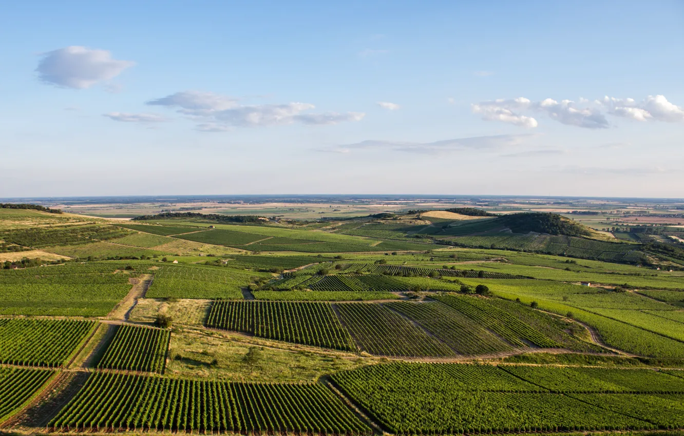 Photo wallpaper wine, grapes, Vineyards