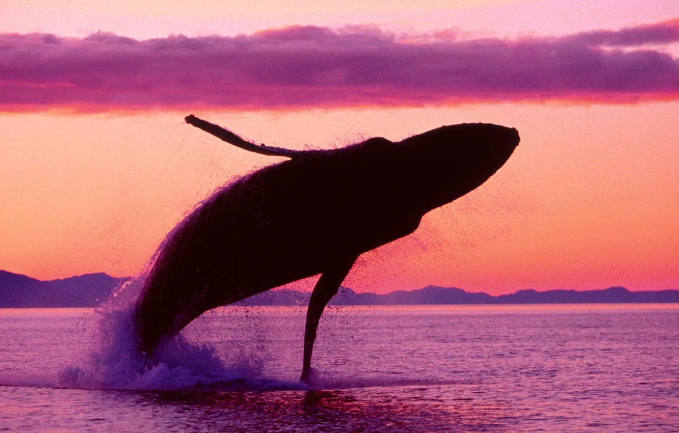 Photo wallpaper Alaska, sea, ocean, sunset, flight, crimson, humpback, Whale