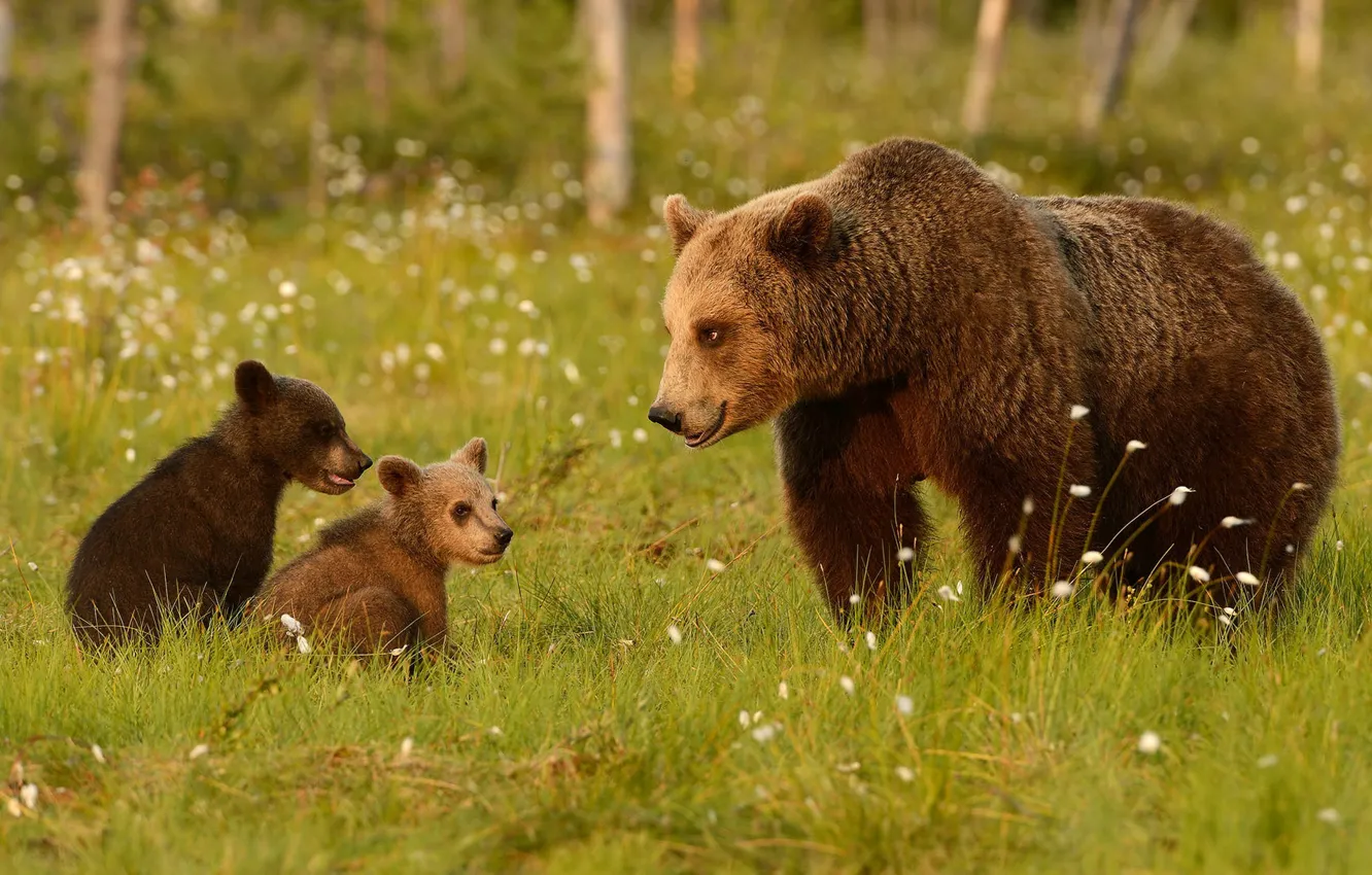 Photo wallpaper greens, forest, summer, grass, look, face, nature, pose