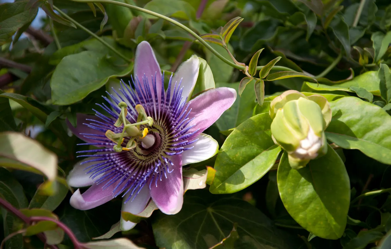 Photo wallpaper greens, leaves, flowers, buds, Passionflower