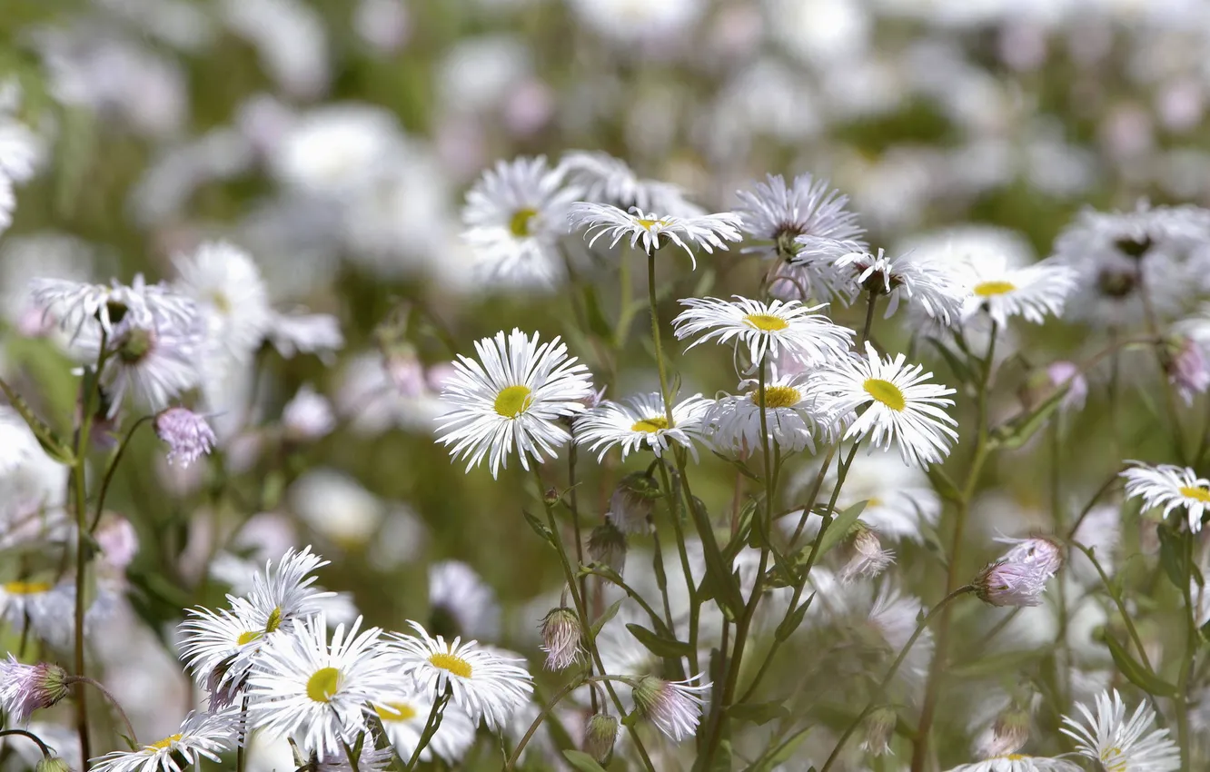 Photo wallpaper flowers, glade, white, chrysanthemum