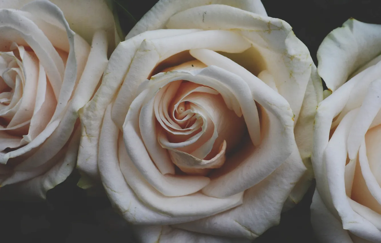 Photo wallpaper flowers, roses, petals