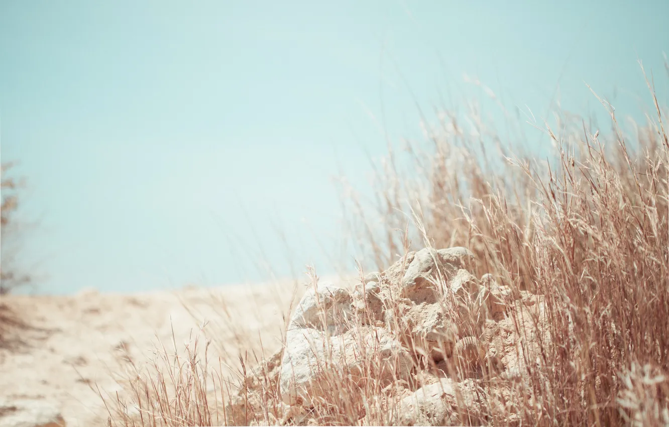 Photo wallpaper summer, grass, stones