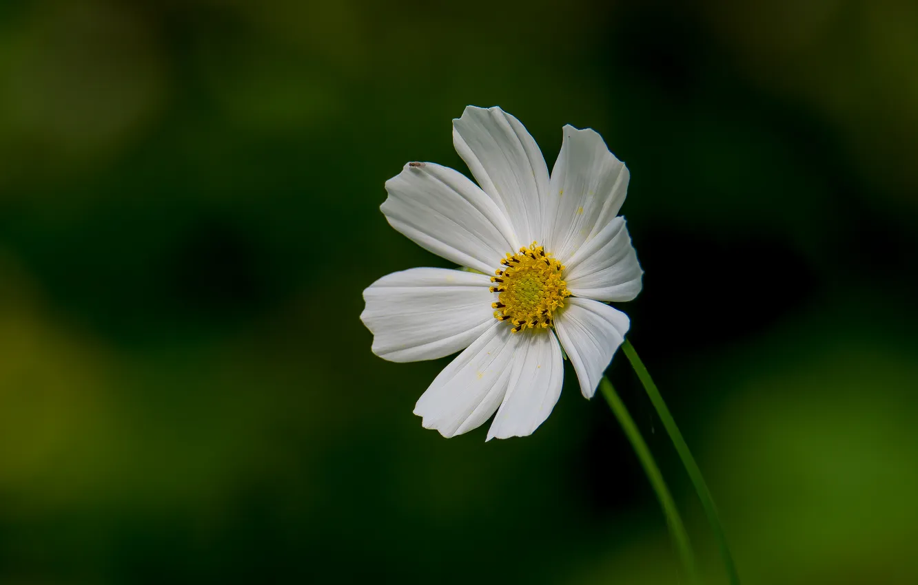 Photo wallpaper macro, flowers, nature, bokeh, kosmeya