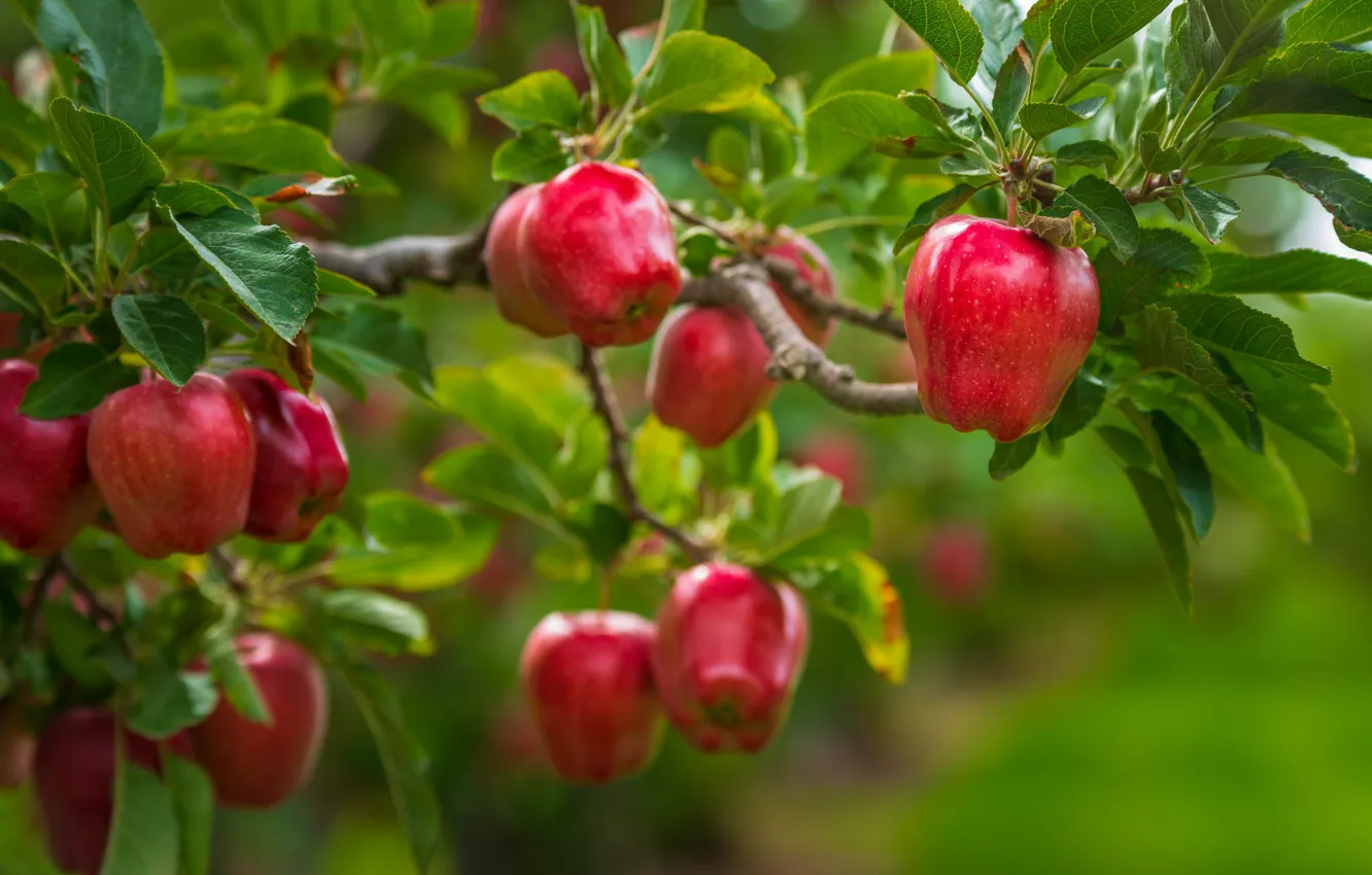 Photo wallpaper leaves, branches, tree, apples, food, garden, harvest, red
