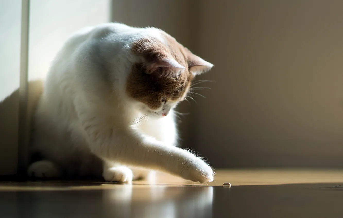 Photo wallpaper cat, light, comfort, torode
